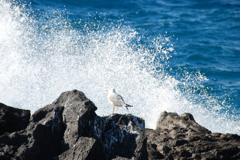 Surf surf wave tenerife