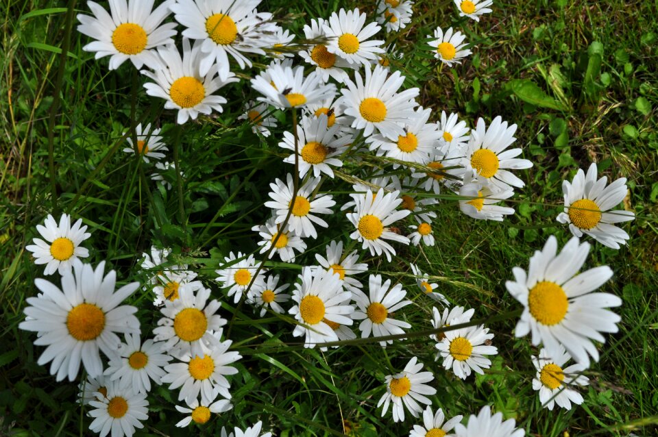 Flower nature meadow