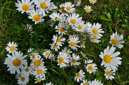 Flower nature meadow