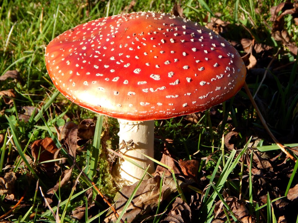 Spotted nature red fly agaric mushroom