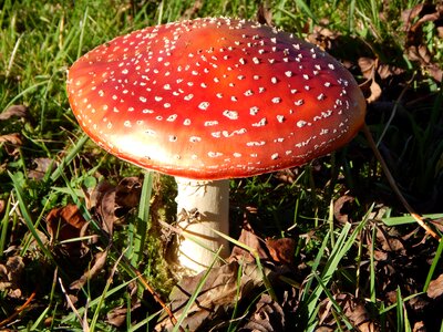 Spotted nature red fly agaric mushroom