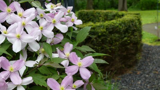Blossom bloom bloom