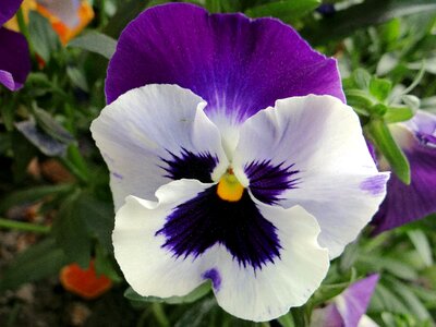 Nature colored beauty