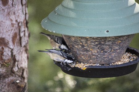 Bird feeder treehouse great spotted woodpecker