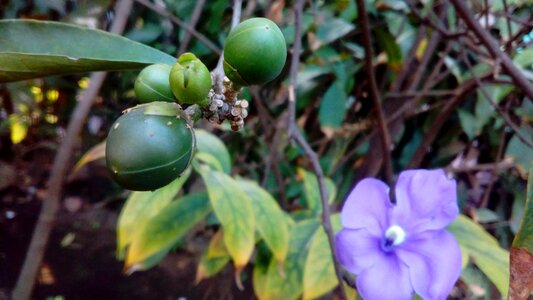 Plant nature healthy