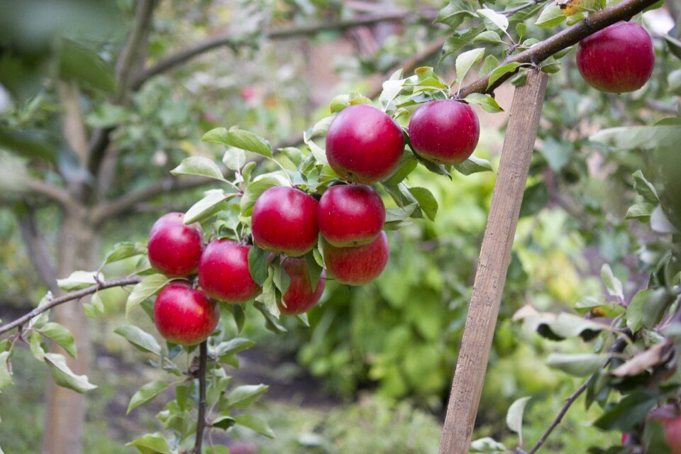 Apple tree fruity garden autumn