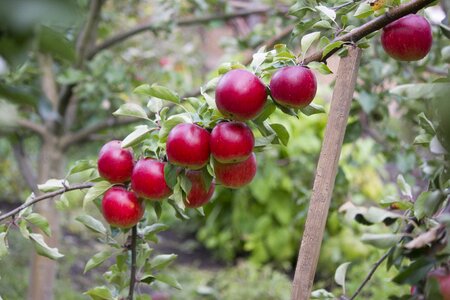 Apple tree fruity garden autumn
