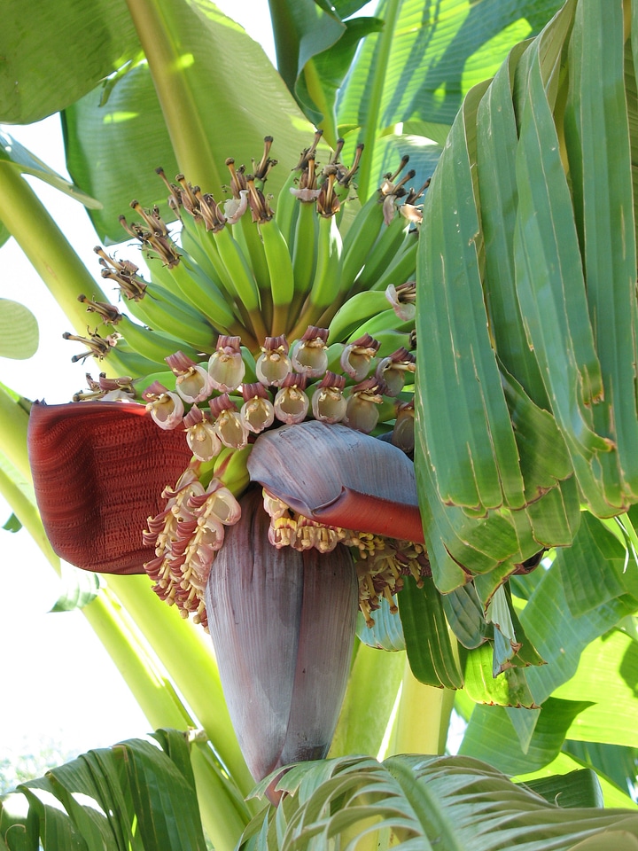 Green food banana tree