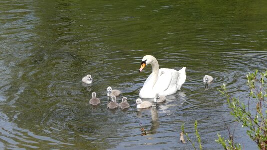 Swan family animal children swans
