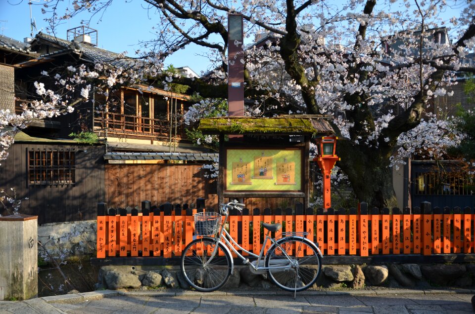 Kyoto sakura spring
