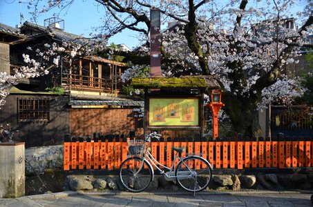 Kyoto sakura spring