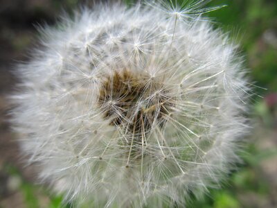 Macro dandelion furry