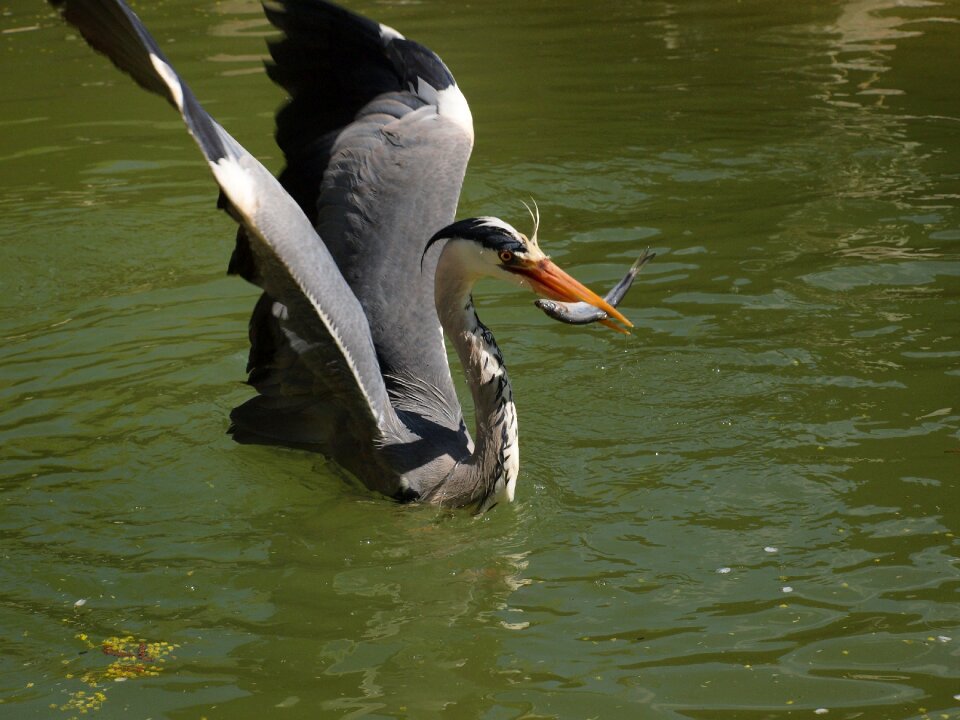 Heron with prey