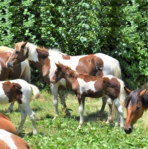 Wild pony roundup horse assateague