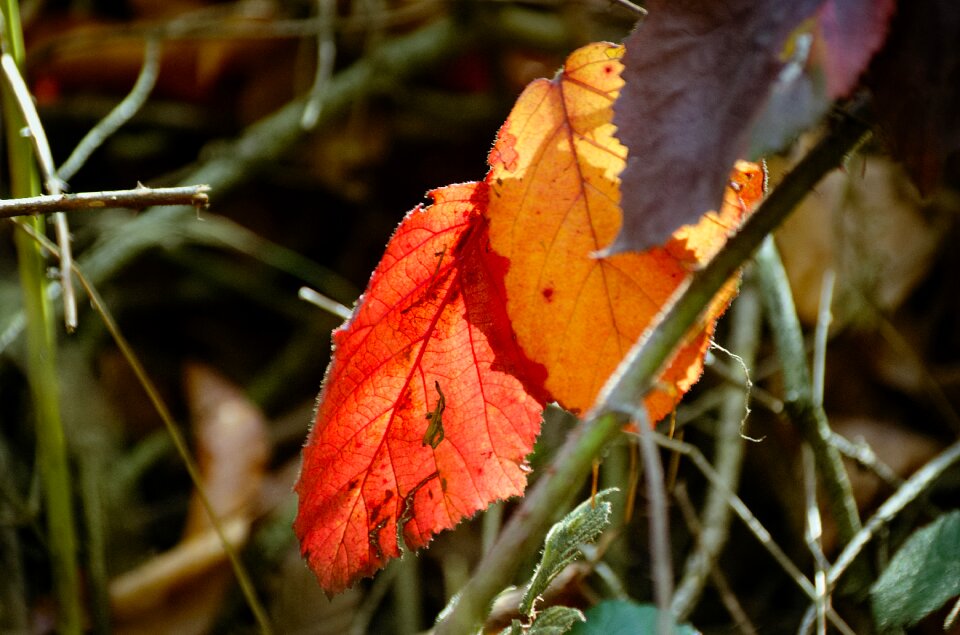 Fall foliage colorful autumn