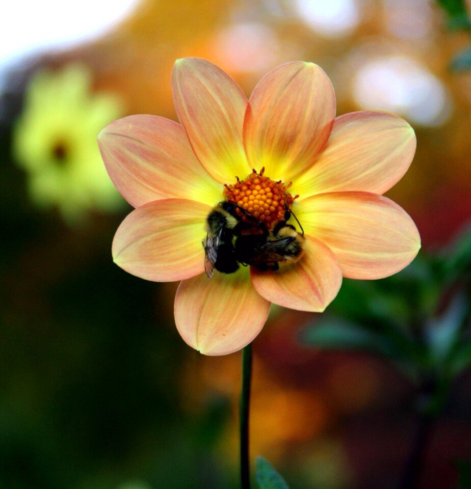 Fall blossom flower