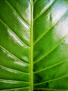 Veined plant natural