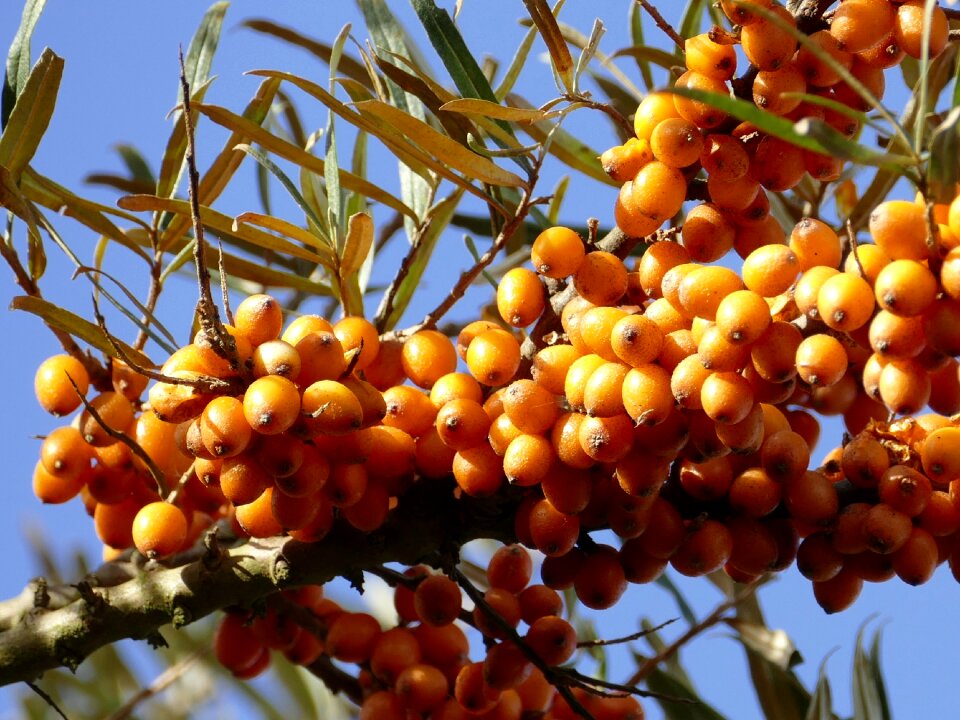 Hippophae rhamnoides wild fruit orange