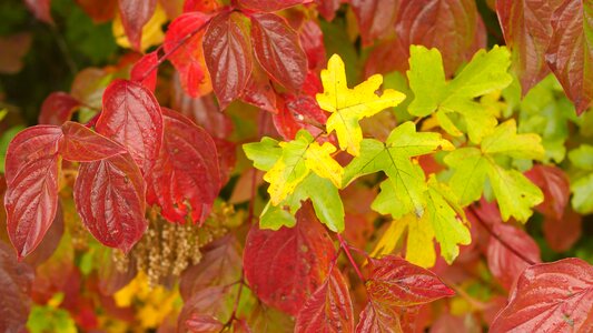 Autumn colours autumn colorful