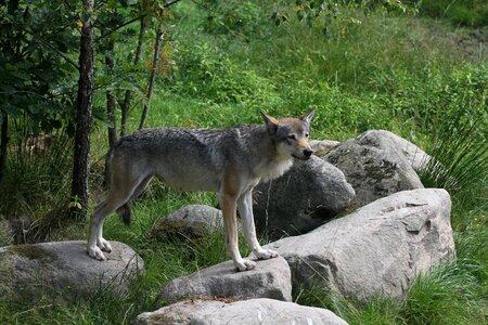 Wild nature wildlife