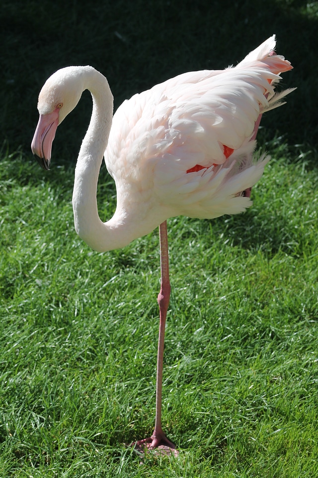 Pink flemish bird feathers
