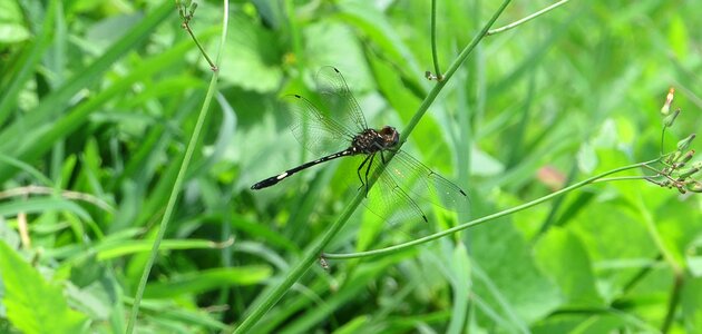 Macro dragonfly armenia