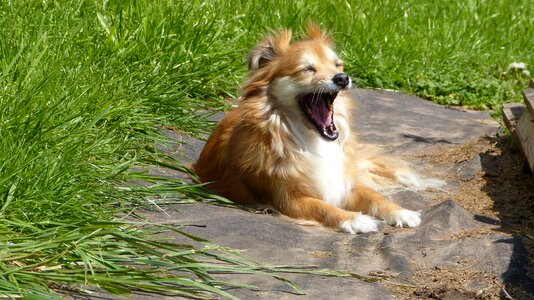 Yawns nature yawn photo