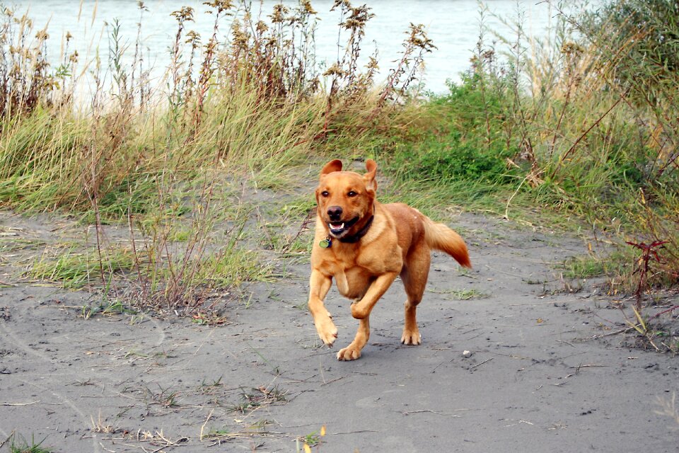 Quadruped brown labrador