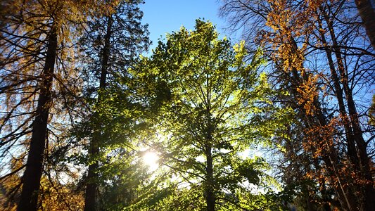Sunny day autumn nature