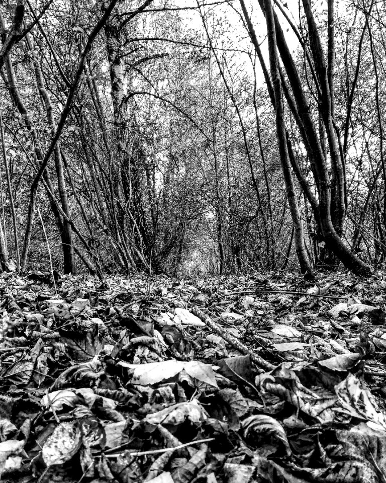 Leaf environment autumn