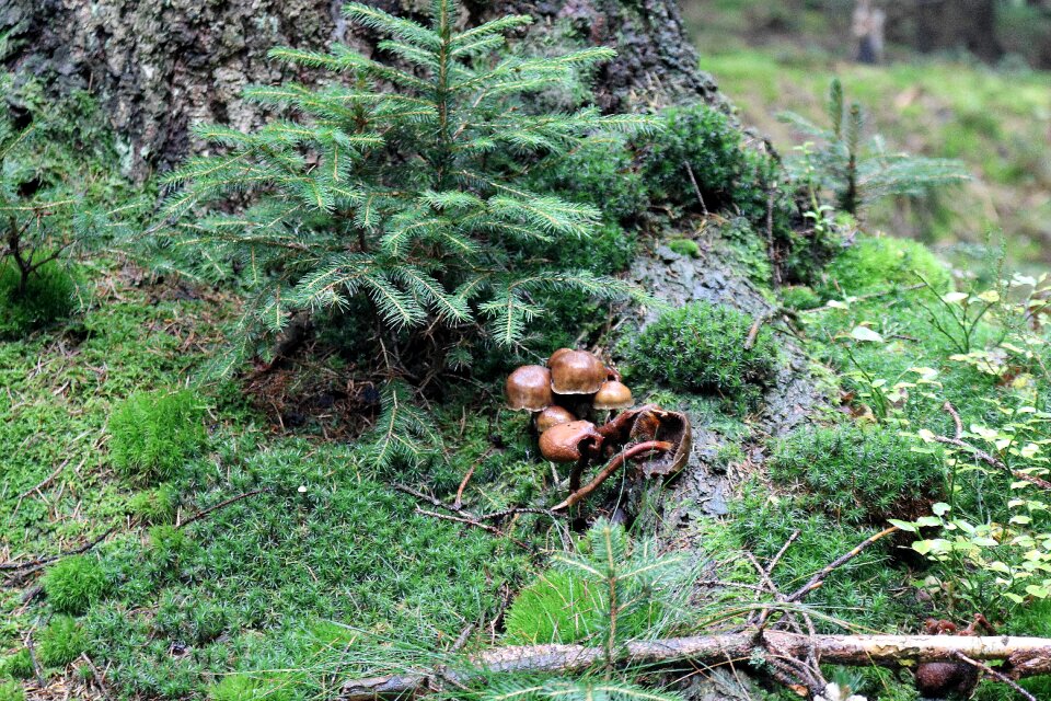 Leaves forest floor log photo