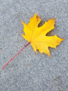Maple leaf outdoors