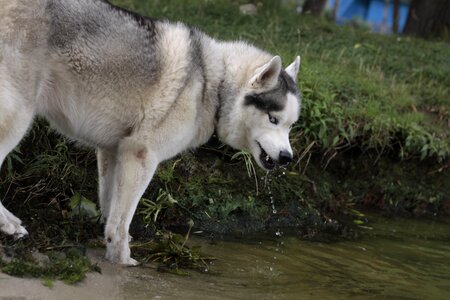 Husky pam busy