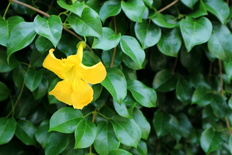 Ornamental kind of wood orchid