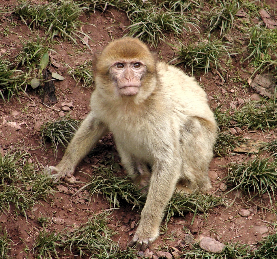 Monkey animal mammals