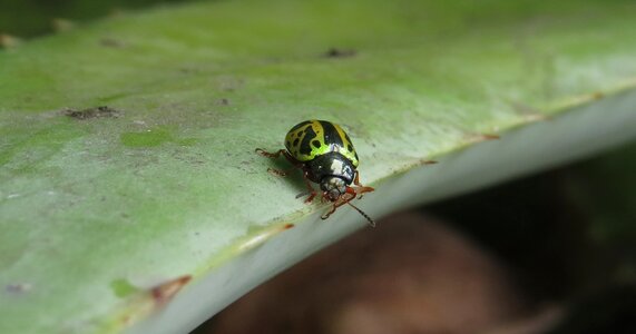 Beetle insects quindio