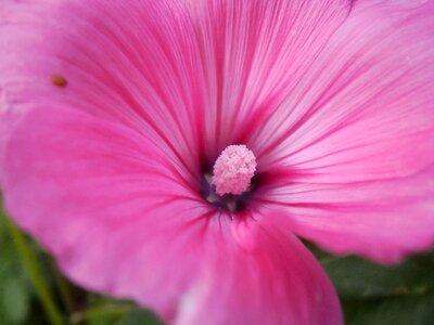 Botany nature petals photo