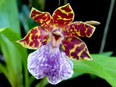 Reunion island nature flowers orchid