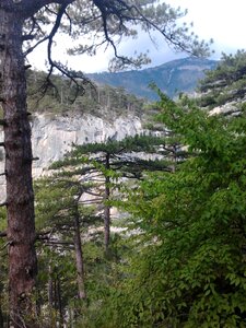 Mountains pine sky
