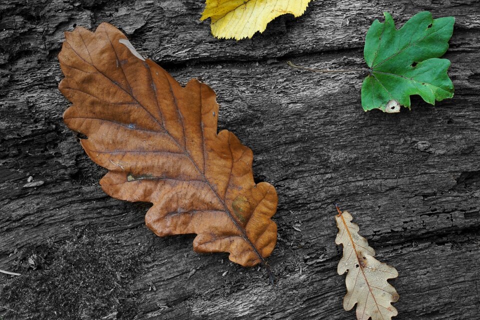 Forest autumn oak leaves