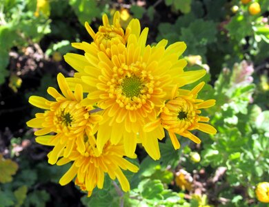 Autumn garden chrysanthemum photo