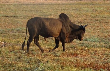 Zebu cattle raging photo