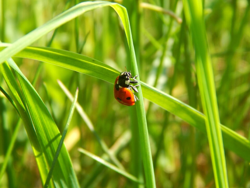 Beetle luck animals