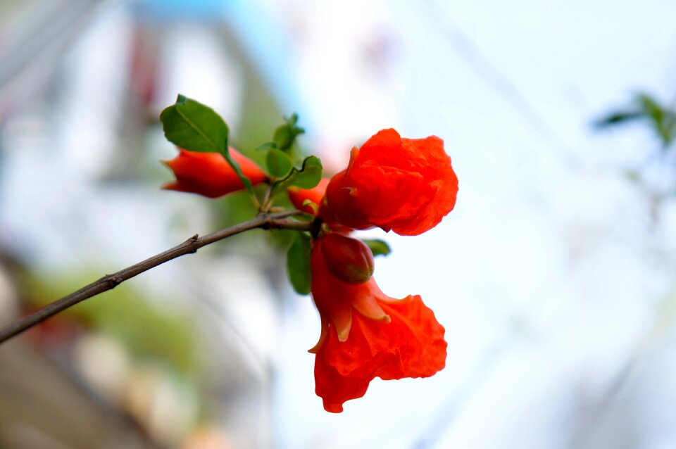 Pomegranate blossom red bunches of flowers