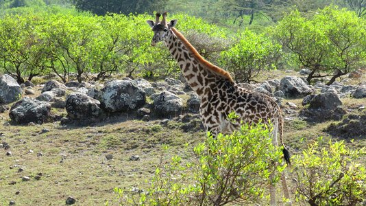 Giraffe national park tanzania