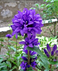 Autumn purple cone flower photo