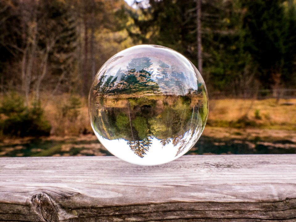 Trees mirroring reflection