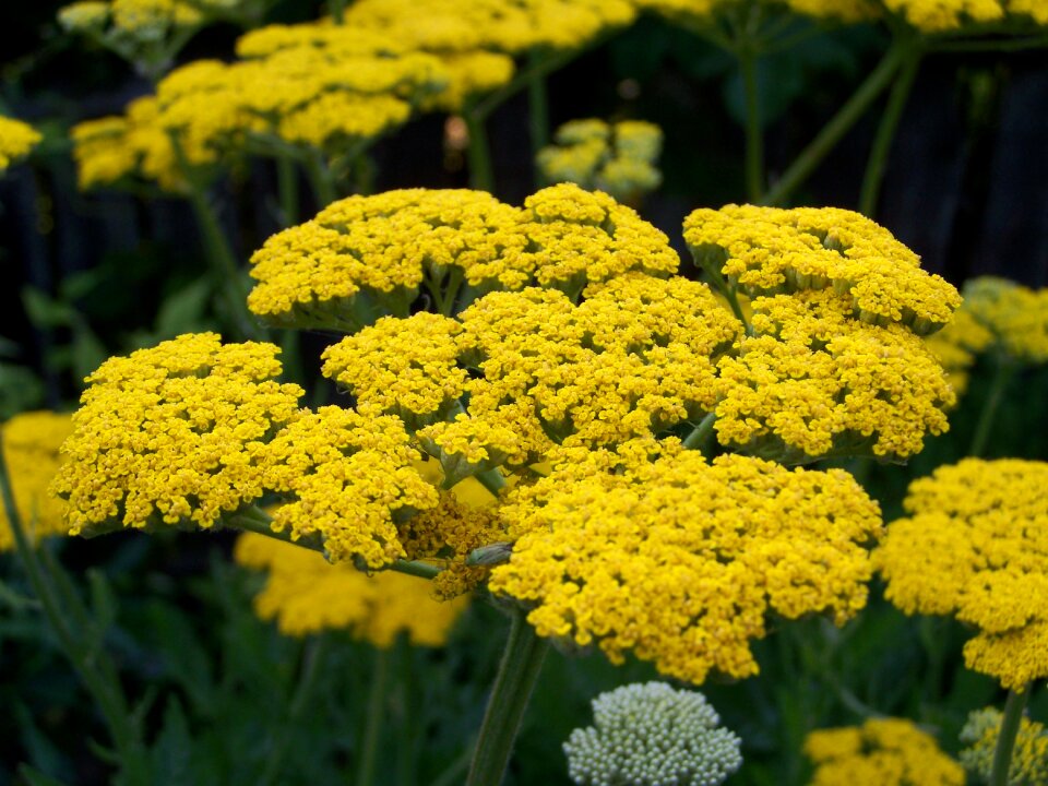 Yarrow yellow flower flower garden