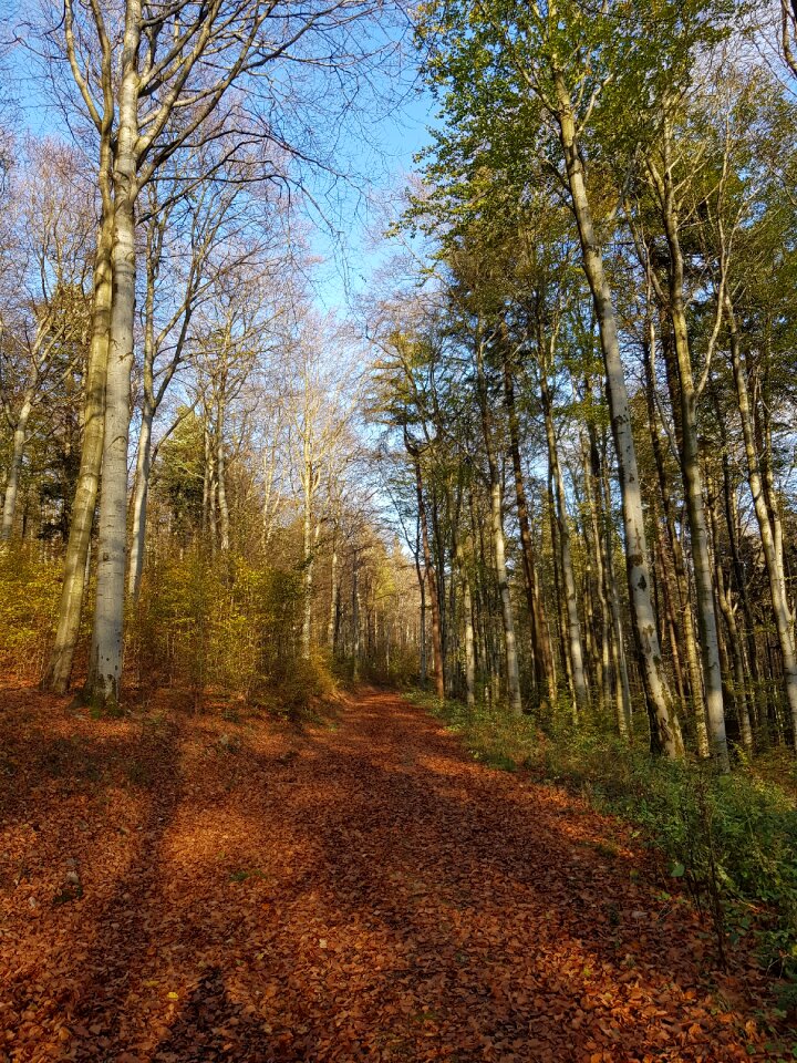 Autumn leaves forest path