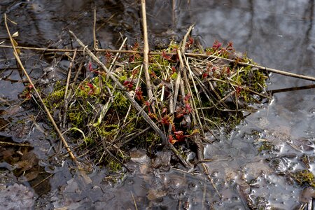 Spring water nature